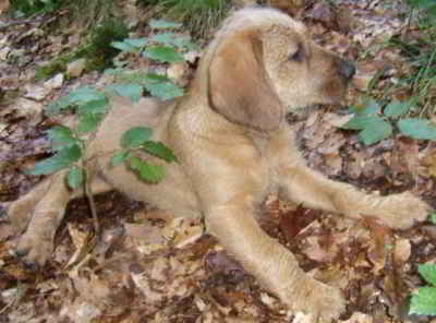 Alf