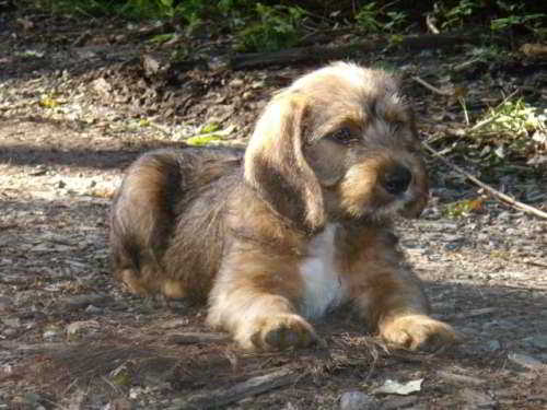 Arni