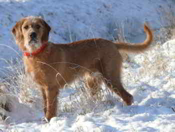 Balu
