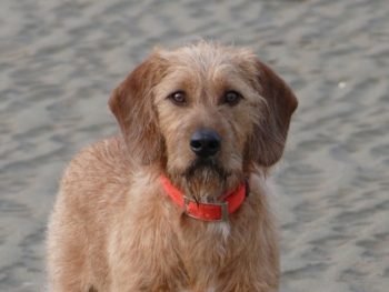 Balu