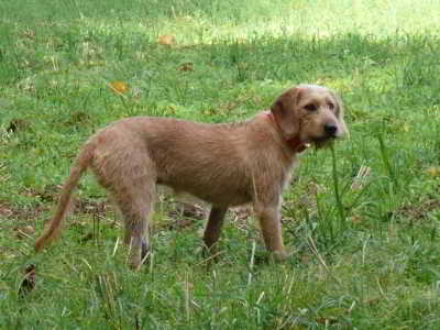 Balu
