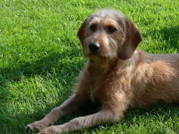 Balu