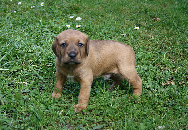 Welpen2