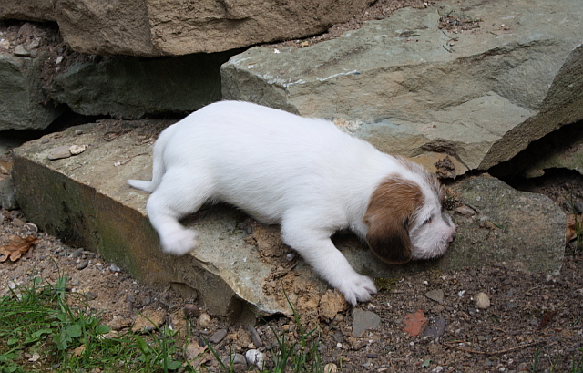 Welpen 4
