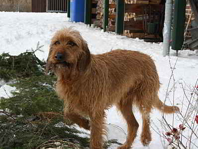 Butler