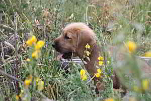 Chuck
