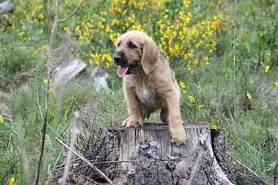 Charlie