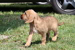 Charlie