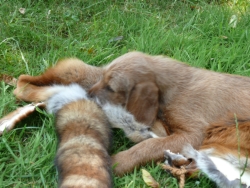 Balu