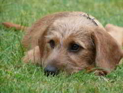 Balu