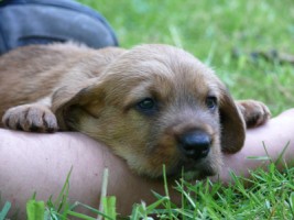 Bild4